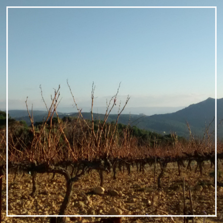 Montmirail Vaucluse Vigne Provence