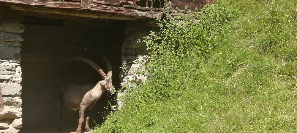 Activités été pour enfants contamines parc de merlet