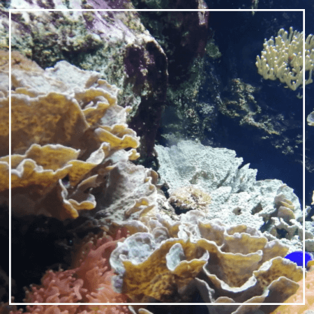 aquarium lyon