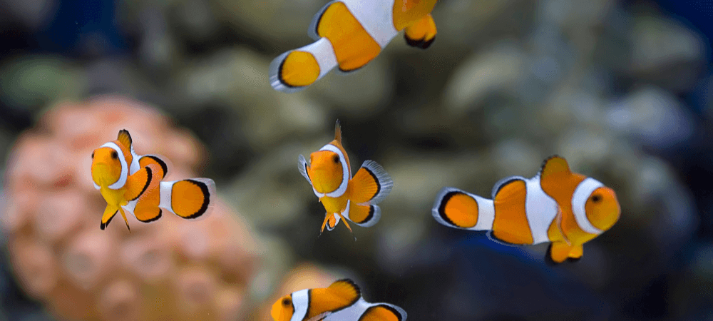 aquarium lyon