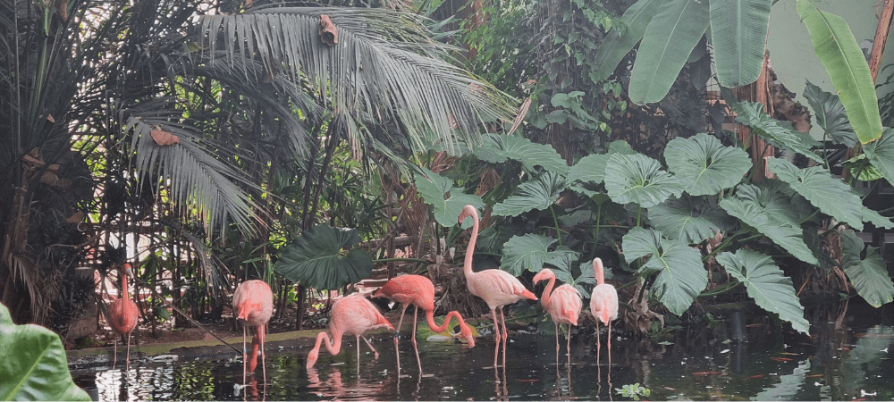 parc phoenix nice flamand rose