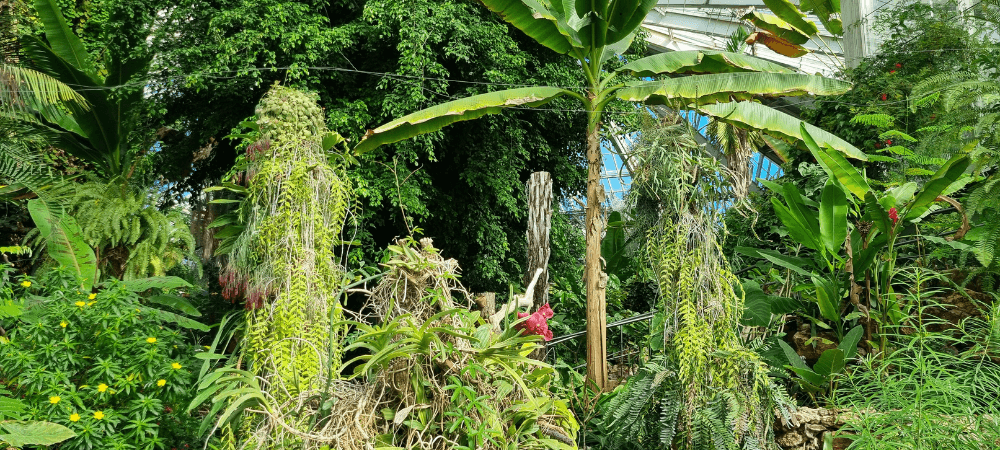 parc phoenix nice serre tropicale